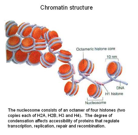 Chromatin Remodeling in Cancer and Immunity
