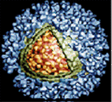 SFV virus crystal structure