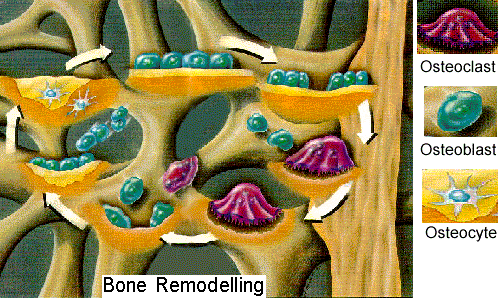 bone remodeling